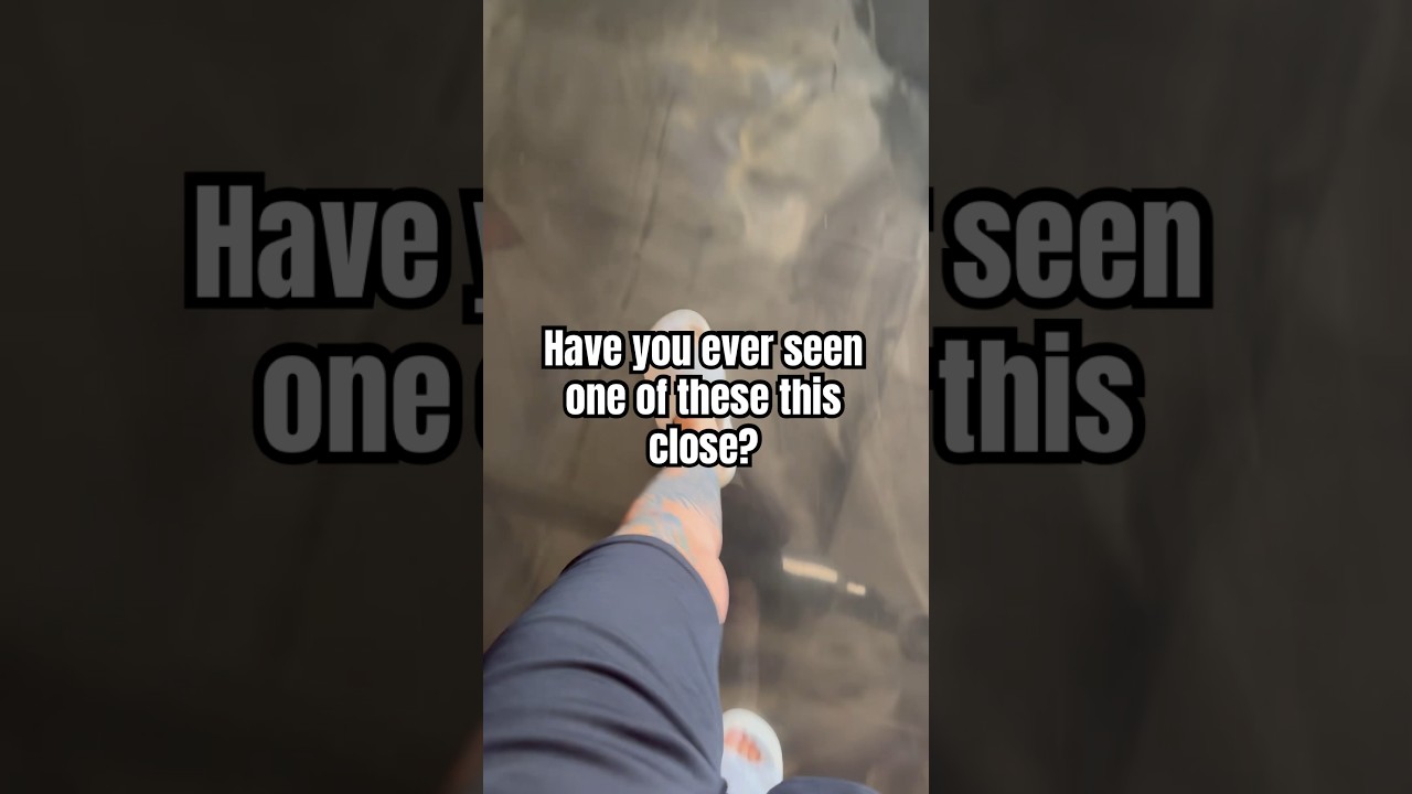 #shortsfeed #shortsvideo