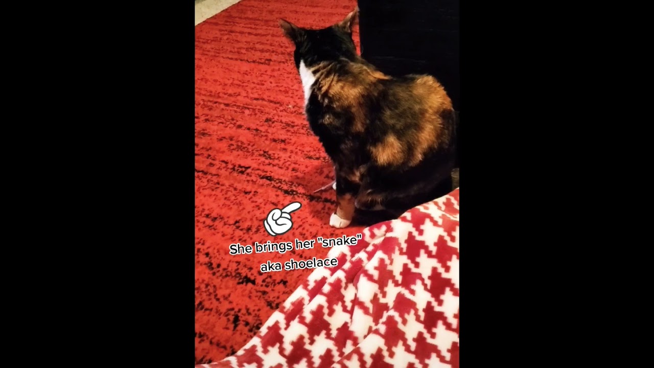 Demanding or Persistent?  