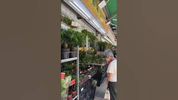 FLOWER MARKET in Hong Kong #flowers #hongkong #summer