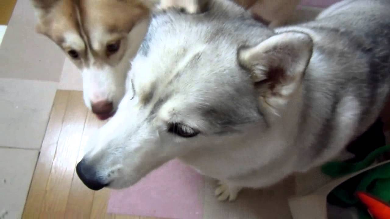 サナキマジック♪