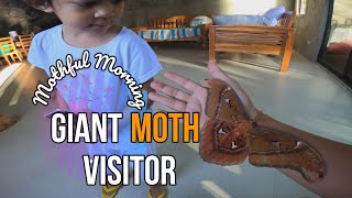 A Giant Moth Visitor | Rare Moments | Homeschool Daddy