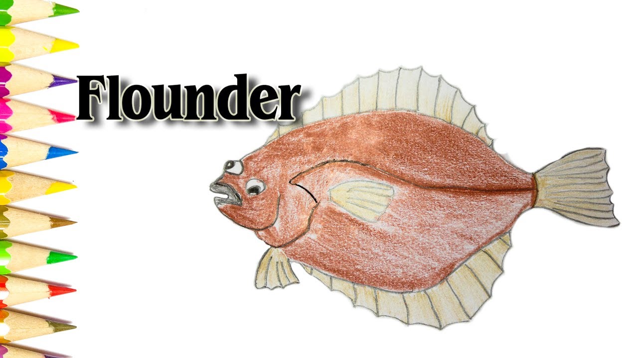 How to Draw a Flounder Fish Drawing Tutorials SLD YouTube
