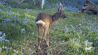 Local Wildlife at YWP