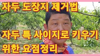 자두 도장지 제거법 및 자두 특 사이지로 키우기 위한 요점정리/Summary of key Points for Growing Plums with Special Sage(농사의신)