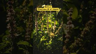 BASILIC Spiritualité et Magie - Les utilisations ésotérique du Basilic - Information Short