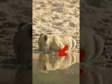 now tiny lion