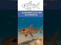 Willkommen im Meer – Der Kleingefleckte Katzenhai | Ausmalen, Schneiden, Kleben