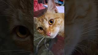 Download Lagu Laila❤|#shorts #short MP3