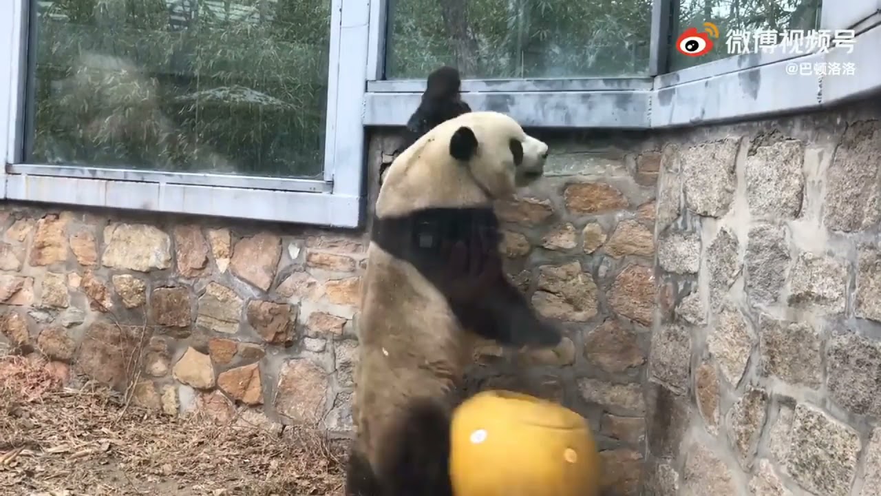 2years ago MengLan Planed to escaped on christmas but didn't succeded 😂his action is so smart 🐼