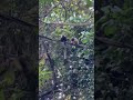 Macaco brigando