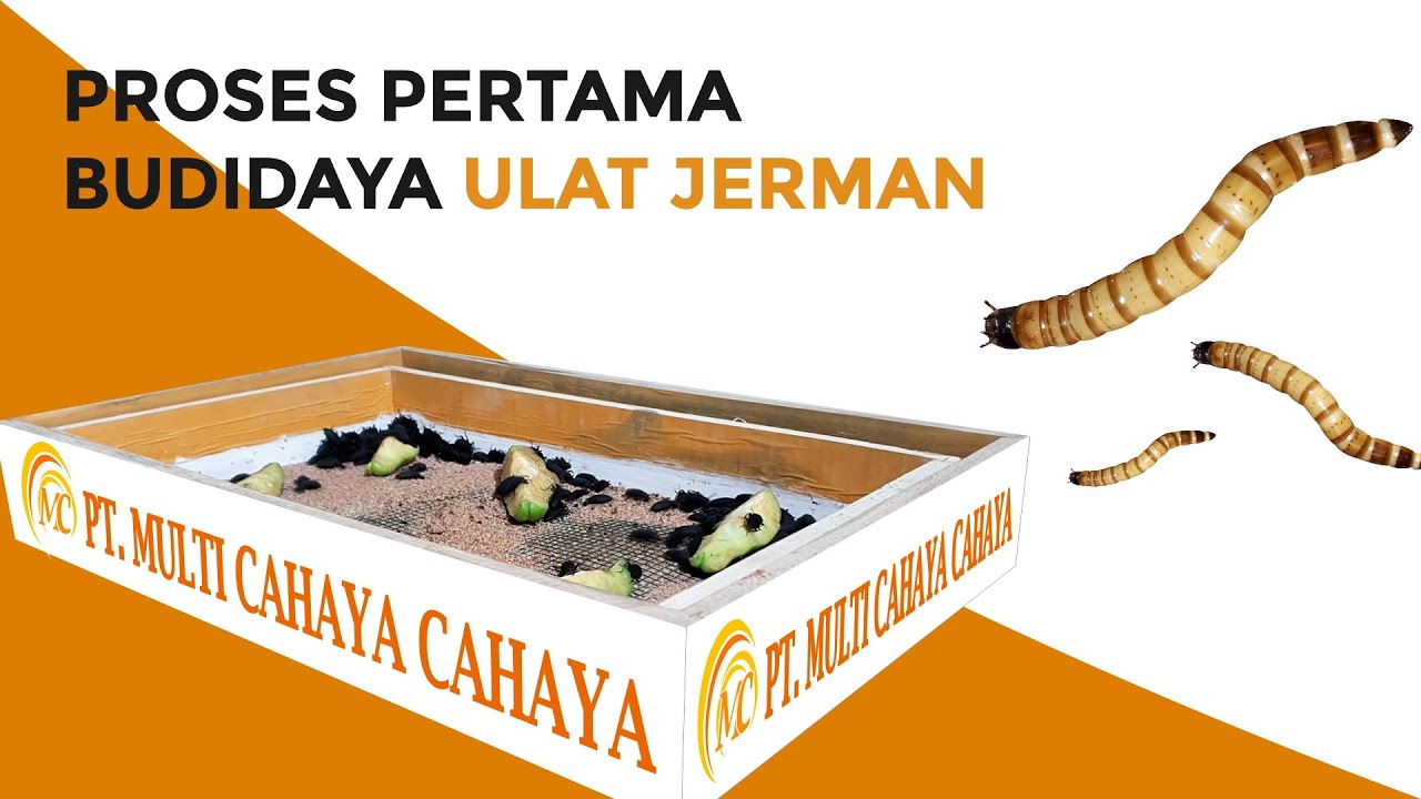 CARA BUDIDAYA ULAT JERMAN #PART 2 PROSES PERTAMA BERTERNAK ULAT JERMAN SECARA DETAIL DAN RINGKAS .