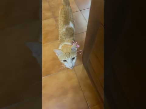 “ Cutest Cat