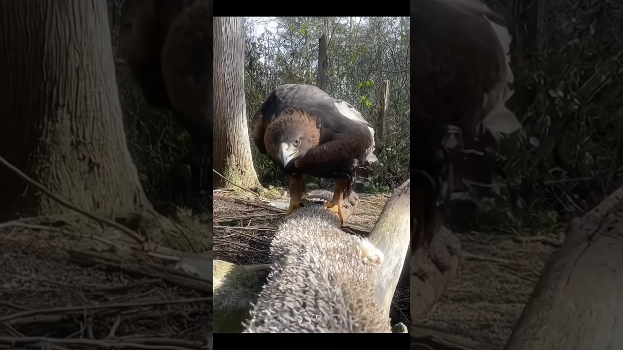 bird scream 🤯☠️  