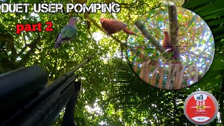 HUNTING PIGEONS UNDER THE KIARA TREE