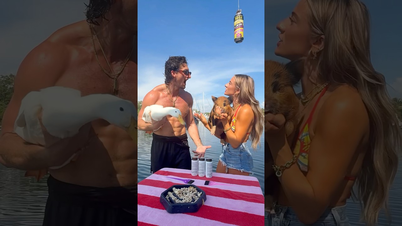 USING PIG AS SHARK BAIT