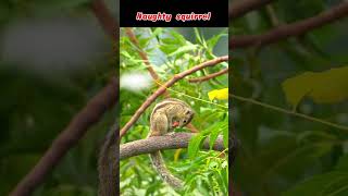 🐿️ You Won’t Believe What This Squirrel Is Doing! #trending #shorts #animals #funny