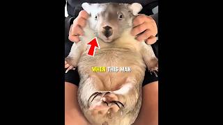 A pampering massage for the 'Giant Baby' with a Steel Butt! #wombat #animals #animallovers #shorts