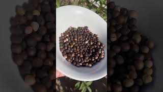 Planta de azafrán sembré las bolitas  y si está mi planta la muy grande