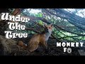 &quot;MONKEY FOX&quot; - Under the Tree