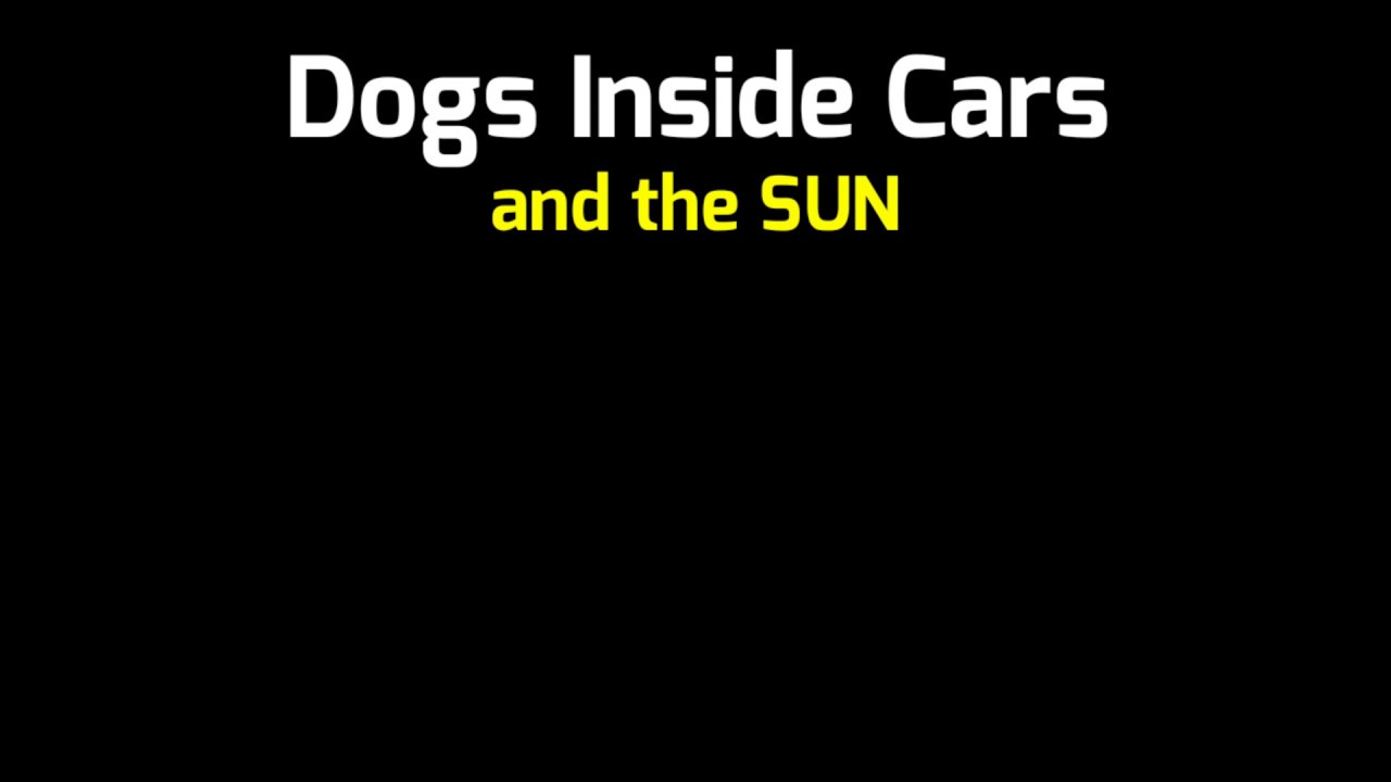 Dogs Can Be Burned Inside A Hot Car Even With The Windows Open dog whisperer tips