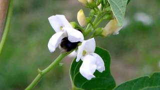 Bumblebee On Sweet Pee