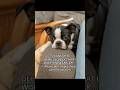 Please don’t make these same mistakes!!! #natpat #sponsored #puppy #pets #doglife