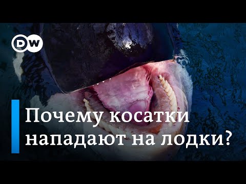 На что способны киты: почему косатки атакуют рыболовецкие суда и прогулочные яхты у берегов Испании?