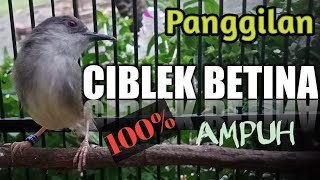 Panggilan ciblek betina ribut | 100% AMPUH