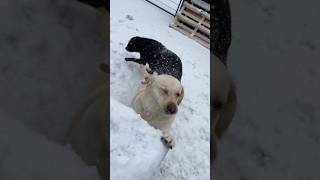 Hunde und Schnee ist die perfekte Kombi 😭 #haustiere #hunde #tiere
