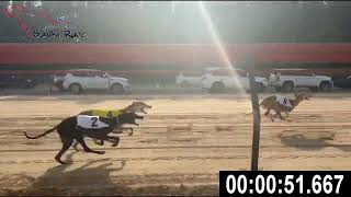 HHC Saluki Competition 2024 - Race 3 Professional F (3-1-1) by Saluki_Race 114 views 2 months ago 2 minutes, 45 seconds