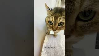 'sakadung  kading padung ding' by cats ❤️part 46
