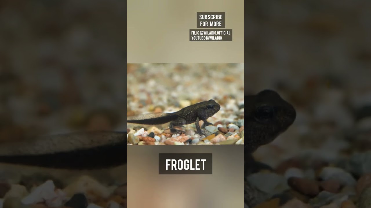 Every frog has a past 