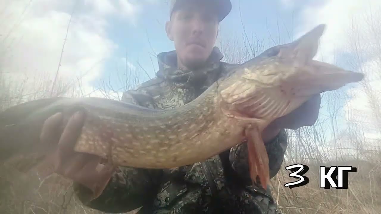 ПРИЕХАЛ В СЕКРЕТНОЕ МЕСТО И НАЛОВИЛ ТРОФЕЕВ! Рыбалка на щуку на поставушки! Трофеи рвут леску! 