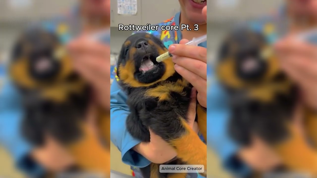Rottweiler core Pt. 3 🐶 