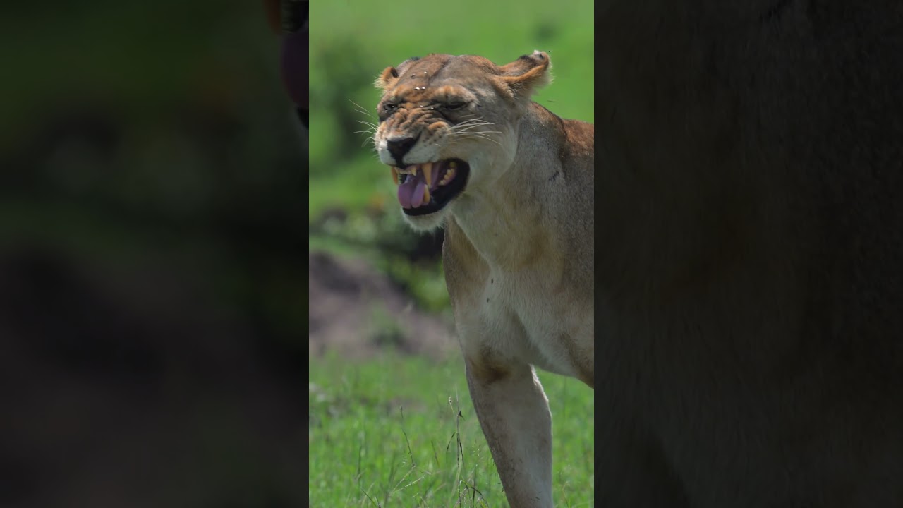 Львица | lioness #wildlife #nationalgeographic #cats  #masaimaranationalpark #kenya