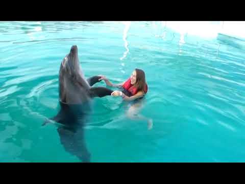  Update 2018 Turkey, Alanya, swimming with dolphin, delfinnel úszás