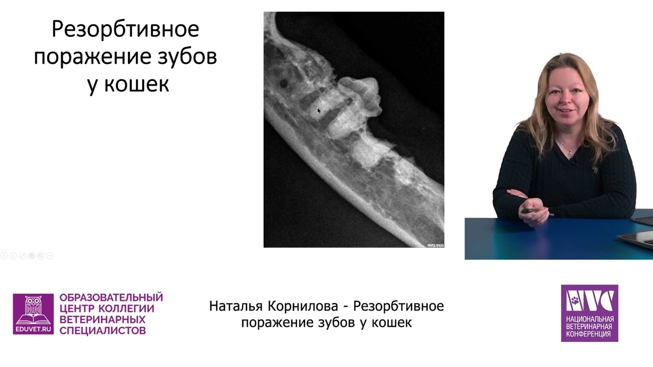 Корнилова Наталья - Резорбтивное поражение зубов у кошек