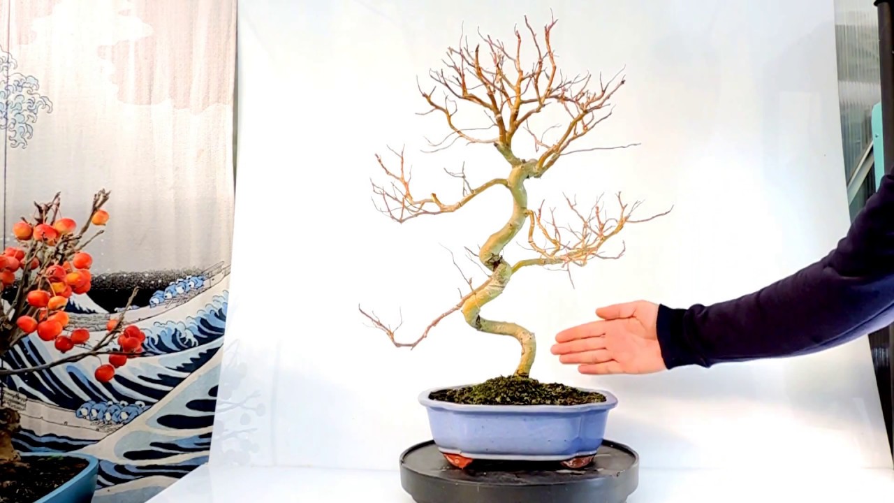 Vídeo 360º Bonsái Sauce lloron Salix ref SX03 YouTube