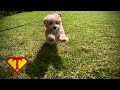 Teddy the Maltipoo Flying SuperBoy!