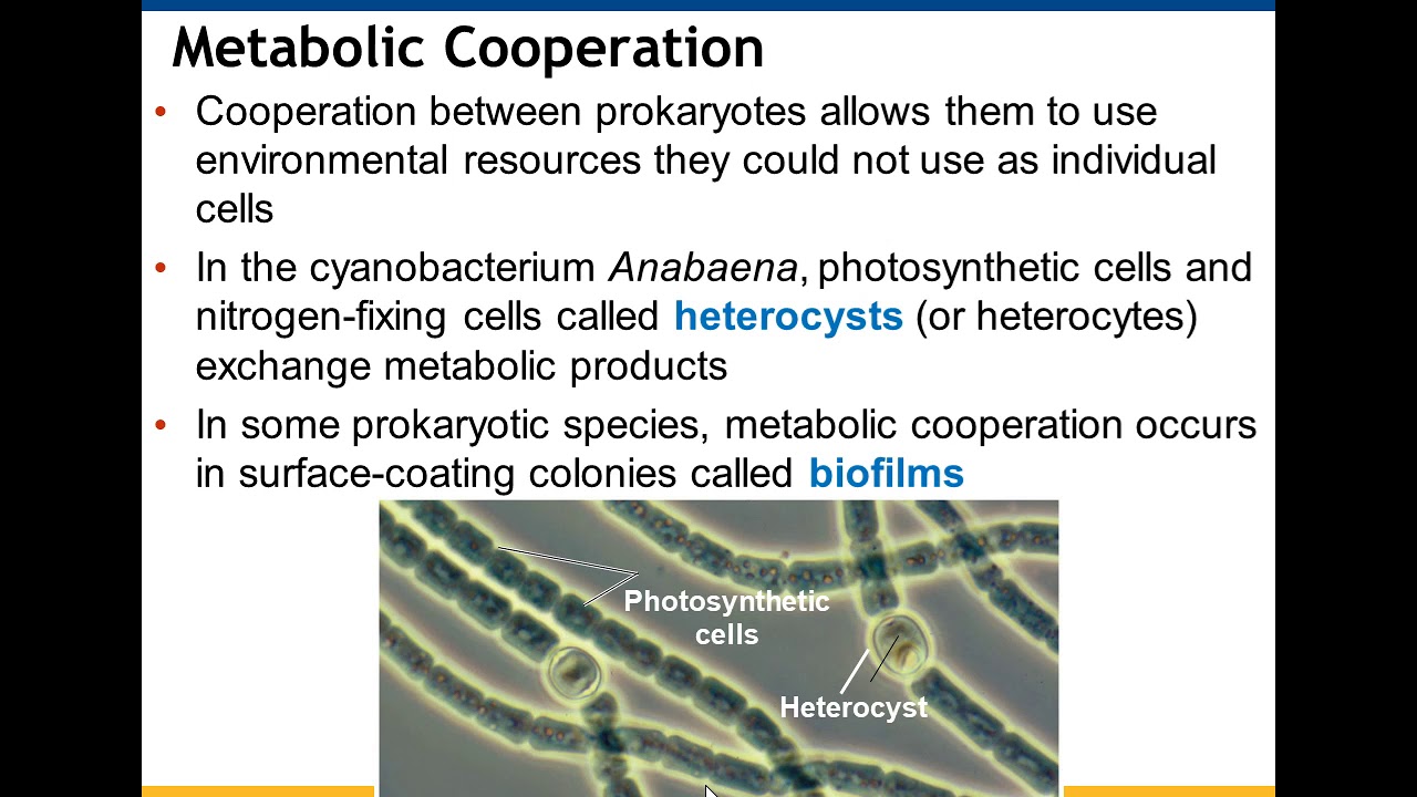 Глава 27 Бактерии и археи