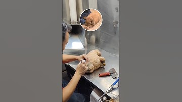 We turned a photo of her bunny into a custom plushie #cuddleclones #bunny