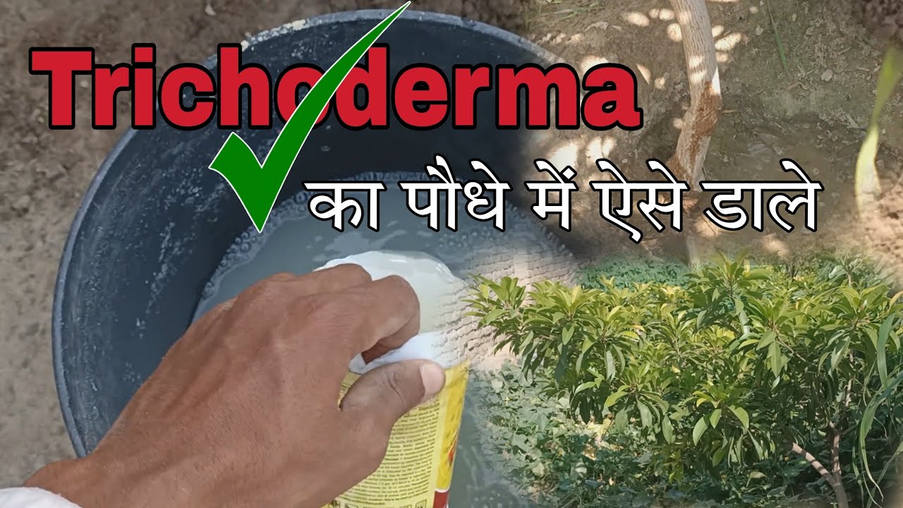 Trchoderma kaise use karte hain Trichoderma use in agriculture YouTube