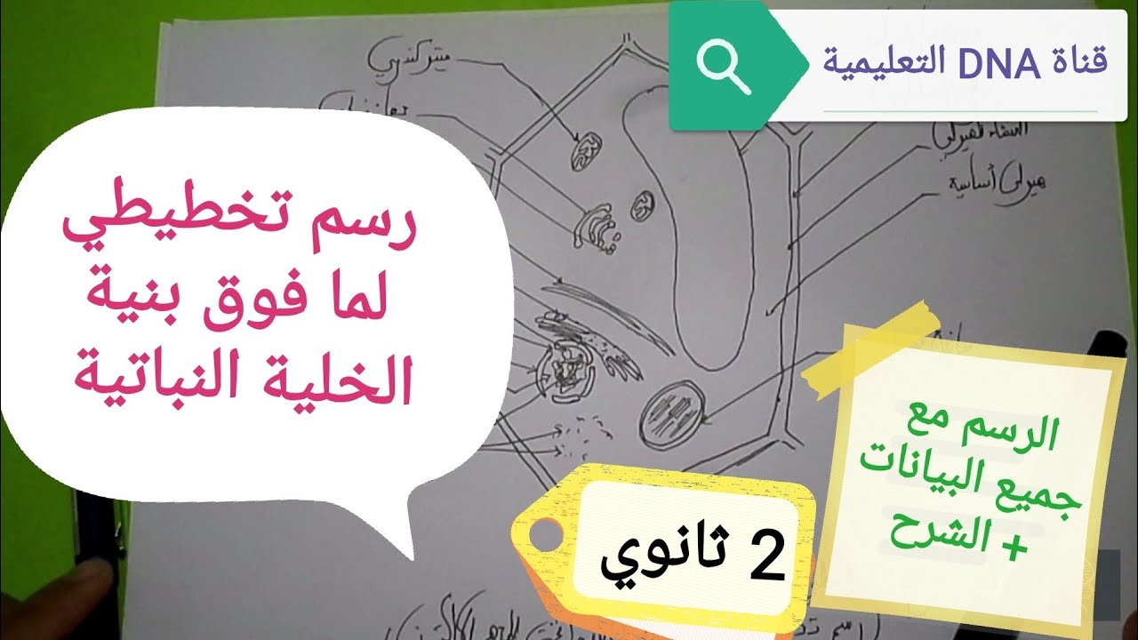 رسم تخطيطي للخلية النباتية بالمجهر الالكتروني 2 ثانوي