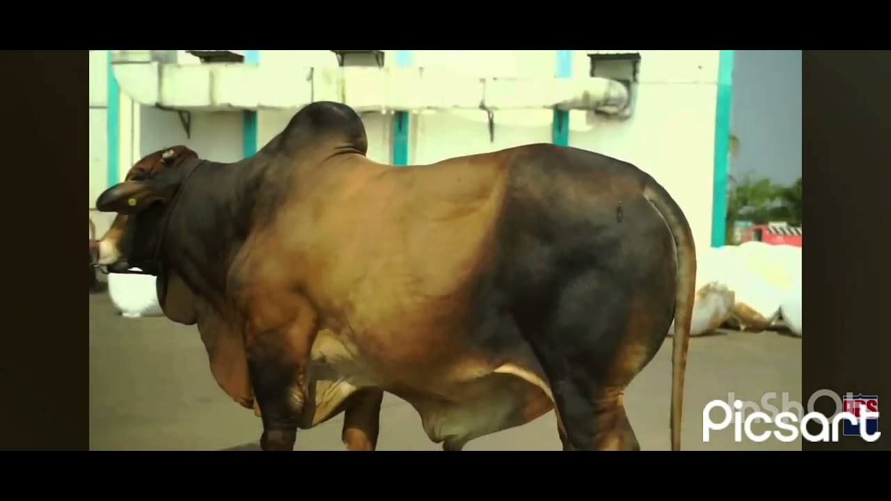 🔥🇮🇳 India ka #1 Sahiwal Bull – Arjun 🐂  Sirf ₹48 💉 Semen! | Dairy Farmers Must Watch! 💯