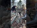 500i ported by 309 machine is an absolute animal! #chainsaw #stihl #treework #firewood #faller