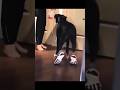 FIRST TIME trying a shoes moments pt. 2 🐶 #shorts
