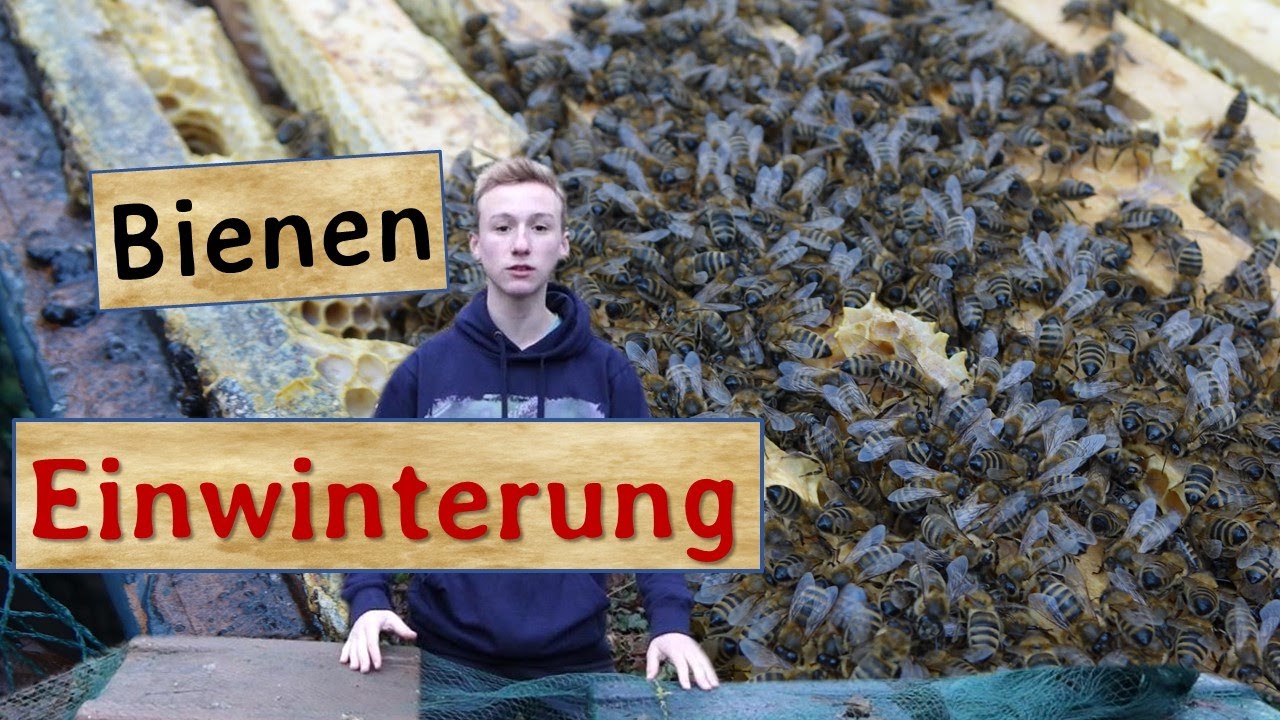 Bienenvölker einwintern - Auffütterung, Varroabehandlungen mit Ameisensäure und Milchsäure