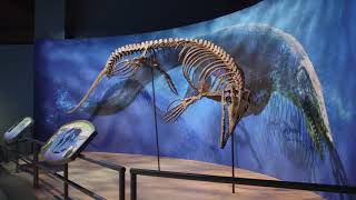 Penguins and other Species of Antarctica with Dr. Nate Smith and Roy Conli (5 of 5)