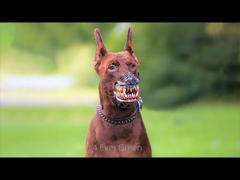 Vidéo: Cinq races de chiens féroces que votre famille DOIT avoir peur