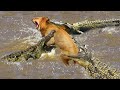 What will happen if newborn lion across river meets the crocodile - mother lion fight crocodile